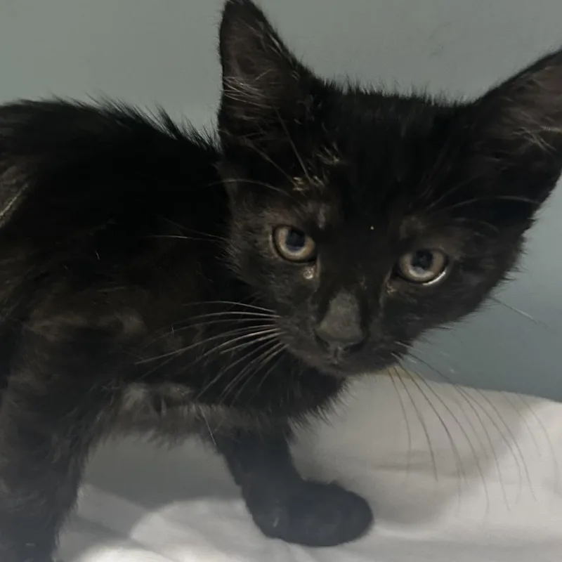 A baby small-sized male Black Domestic Short Hair cat named Chase for adoption in Chattanooga, TN