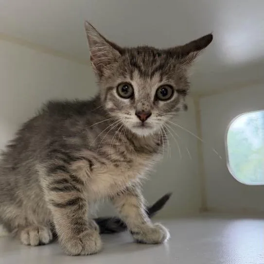 A baby small-sized male Domestic Short Hair cat named Blinky for adoption in Gainesville, FL
