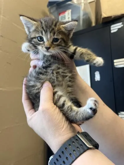 A baby small-sized female Brown / Chocolate Domestic Medium Hair cat named Tammy for adoption in Fernandina Beach, FL