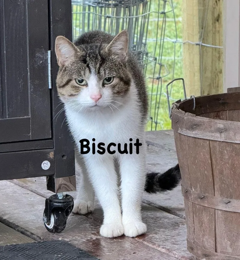 An adult medium-sized male Gray & White Domestic Short Hair cat named Biscuit for adoption in Morehead, KY