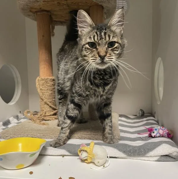 An adult small-sized male Domestic Short Hair cat named Banksy for adoption in Oceanside, CA