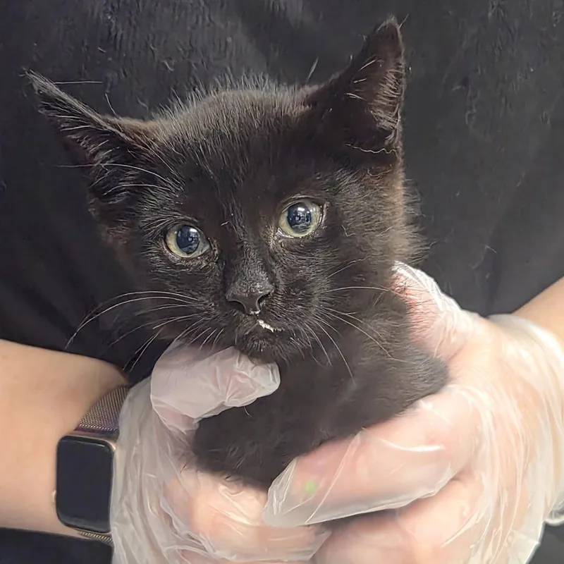 A baby small-sized male Black Domestic Short Hair cat named Bullseye for adoption in Newark, NJ