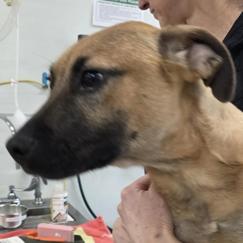 A baby small-sized male Brown / Chocolate Mixed Breed dog named Joe for adoption in Novelty, OH