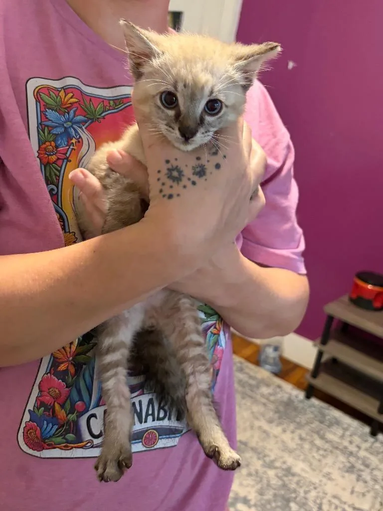 A baby small-sized male Siamese cat named D.j. for adoption in Ada, OK