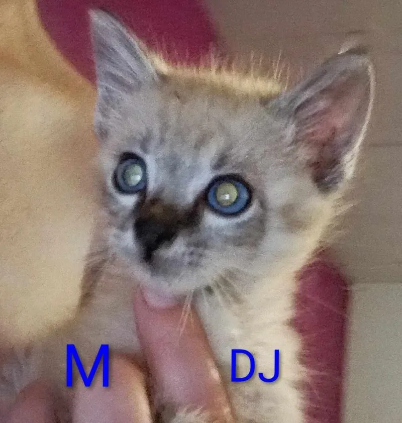 D.j. thumbnail 2