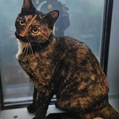 A young medium-sized female Tortoiseshell American Shorthair cat named Hazel for adoption in Gainesville, TX