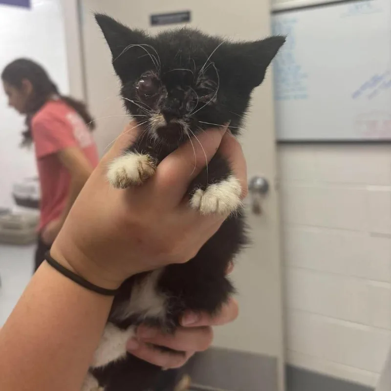 A young small-sized male Black Domestic Short Hair cat named Grayson for adoption in Pasadena , MD