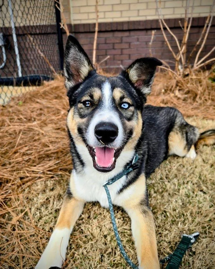 A young medium-sized male Mixed Breed dog named Frito for adoption in Douglasville, GA