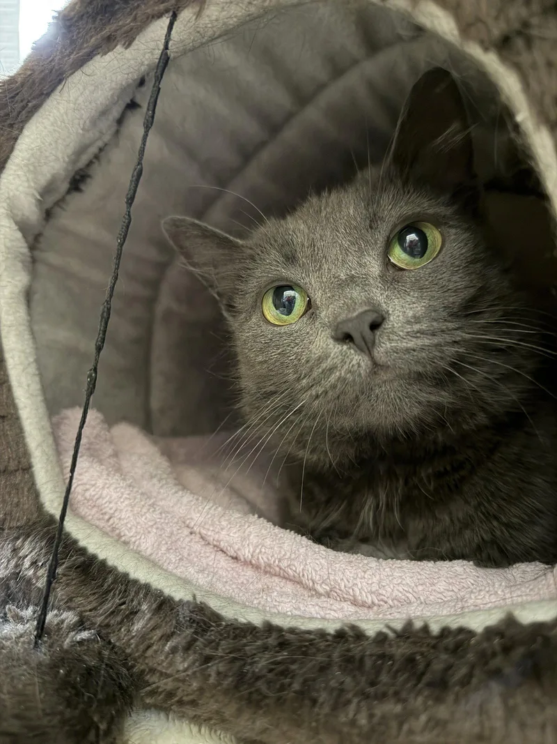 An adult medium-sized female Gray / Blue / Silver Domestic Short Hair cat named Lavender Rps for adoption in Rockaway, NJ