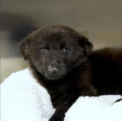 A baby small-sized female German Shepherd Dog dog named Mocha for adoption in Westland, MI