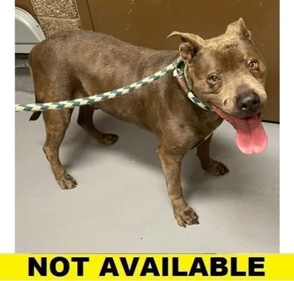A senior large-sized male Pit Bull Terrier dog named Umber for adoption in Eugene, OR