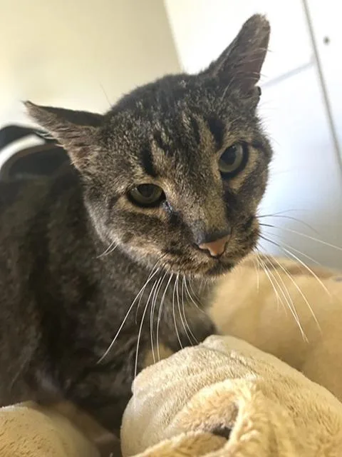 Mr. Grey thumbnail 2