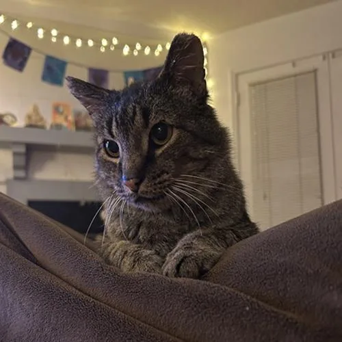 Mr. Grey thumbnail 3