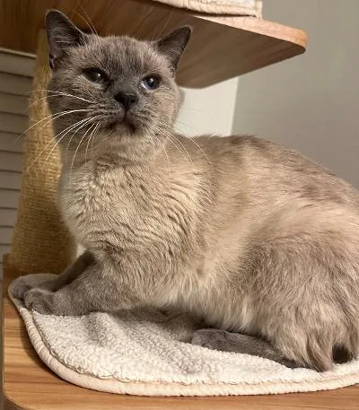 A young small-sized male Siamese cat named Simon for adoption in Wilkesboro, NC
