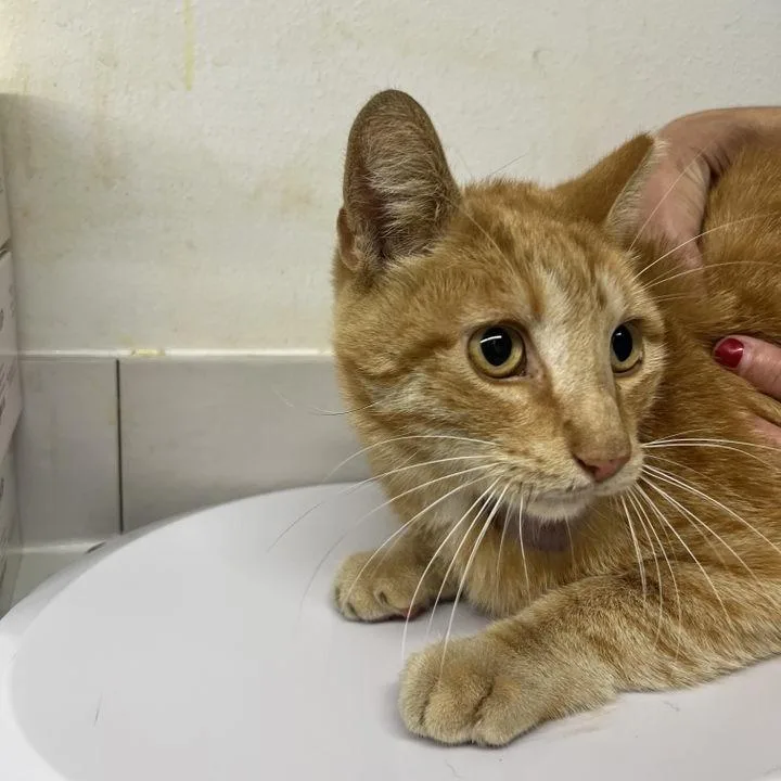 Witchy Wisp thumbnail 3