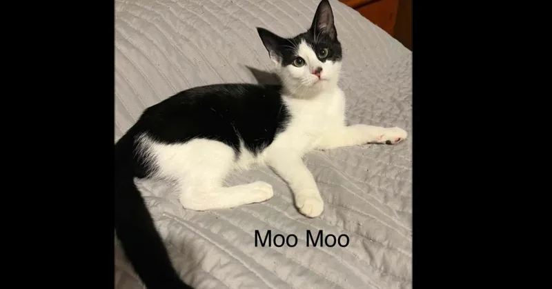 A baby small-sized female Domestic Short Hair cat named Moo Moo for adoption in Groveland, MA