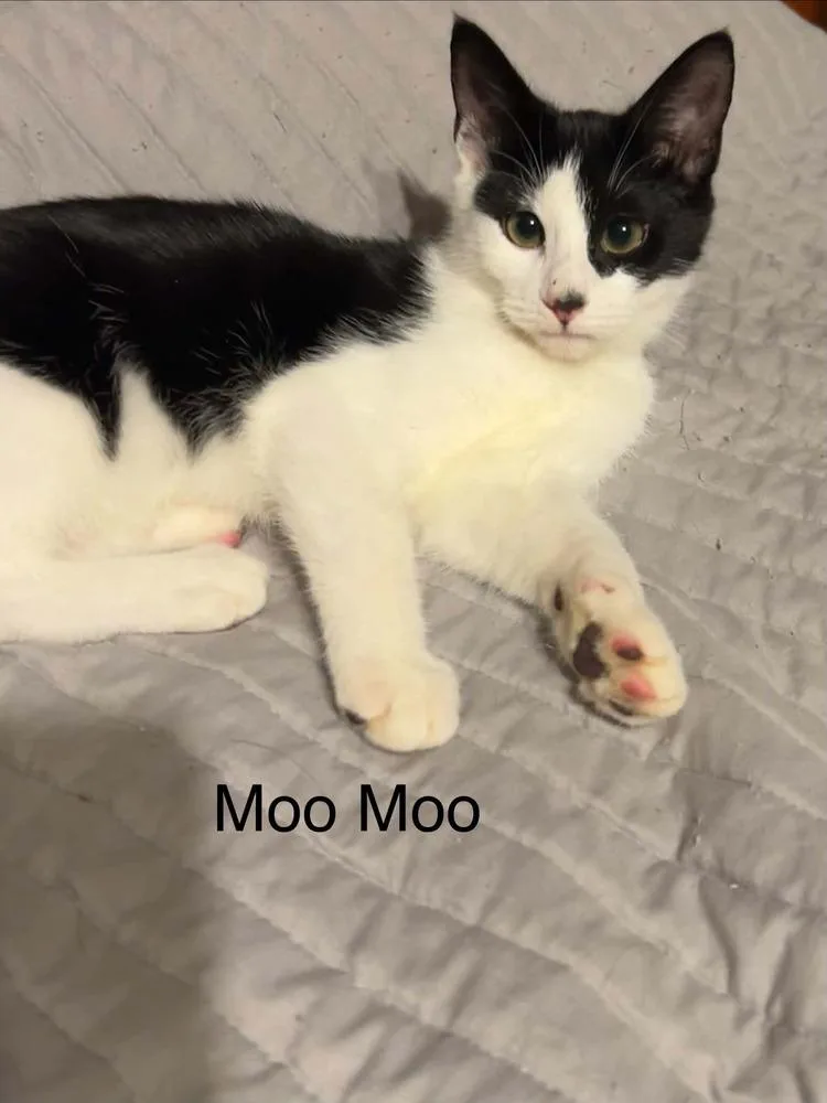 Moo Moo thumbnail 2