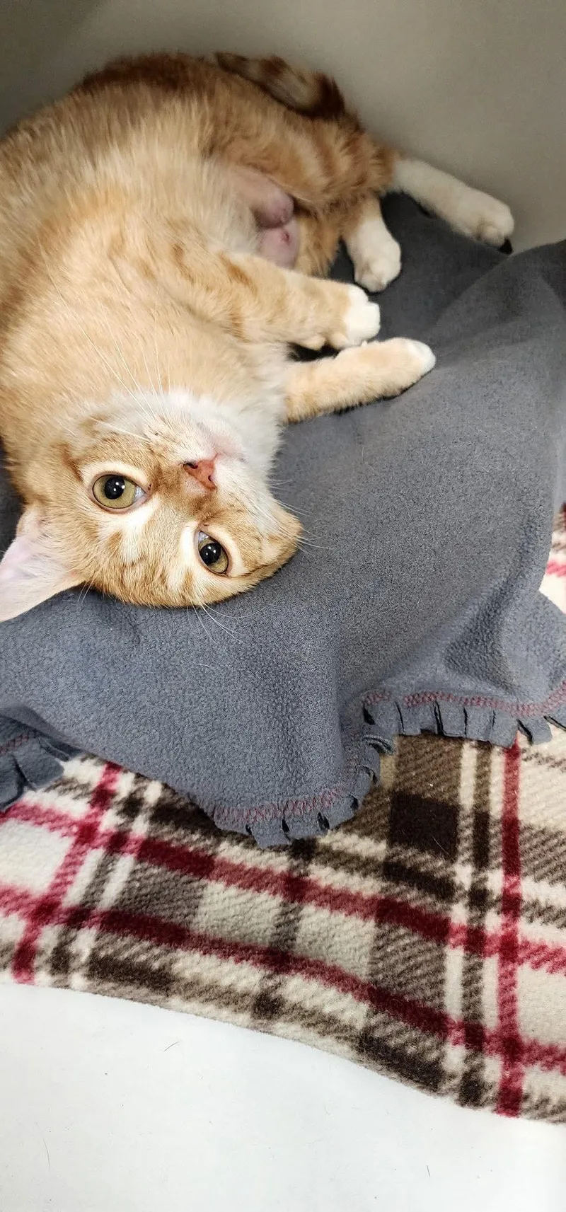 An adult medium-sized female Orange / Red Domestic Short Hair cat named Mircle for adoption in Hazleton, IA