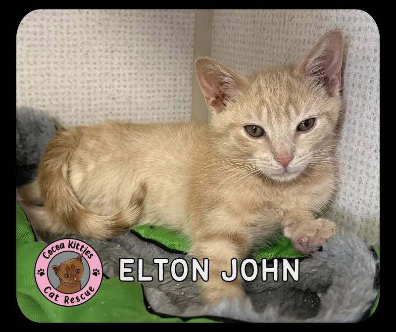 A baby small-sized male Domestic Short Hair cat named Elton John for adoption in Hershey, PA