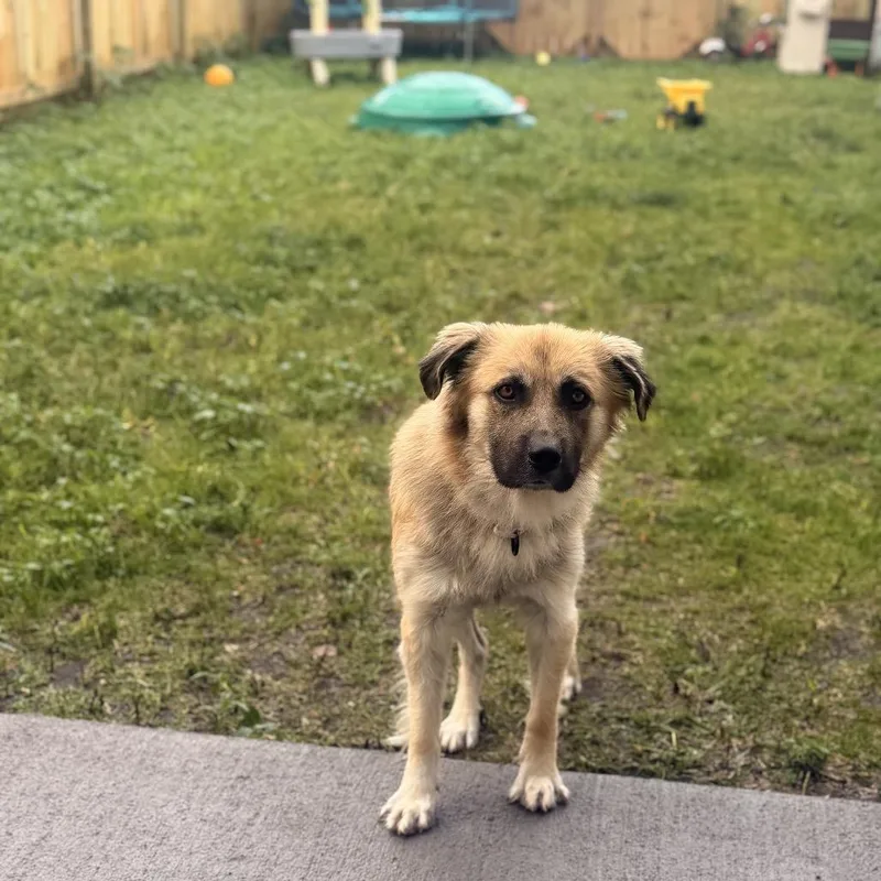 A young medium-sized male Yellow / Tan / Blond / Fawn Mixed Breed dog named Steve for adoption in Buffalo, MN