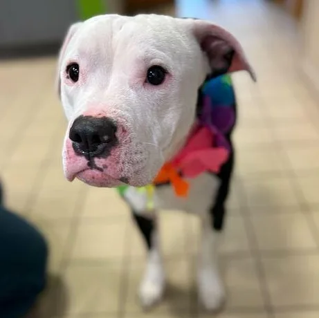 An adult medium-sized male Mixed Breed dog named Cueball for adoption in Jackson, MI