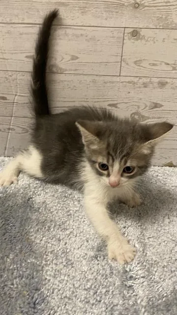 A baby small-sized female Domestic Short Hair cat named Storm for adoption in Modesto, CA
