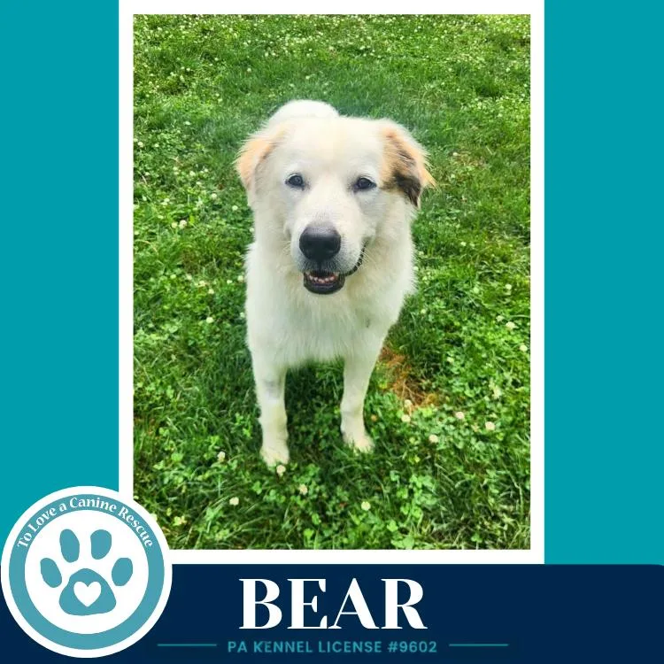 An adult large-sized male White / Cream Great Pyrenees dog named Bear for adoption in Kimberton, PA