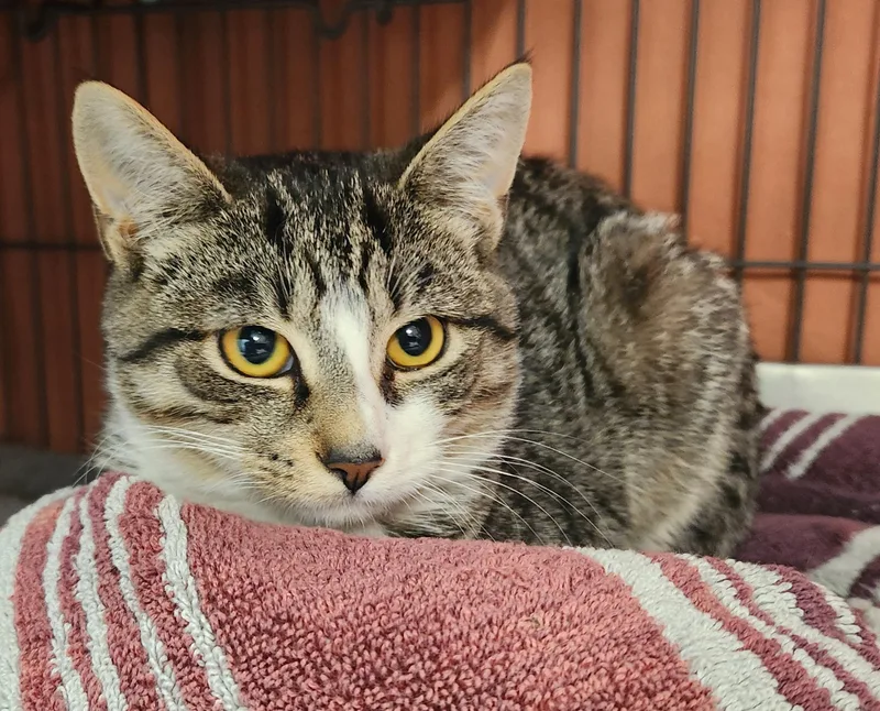 A baby medium-sized female Tabby (Brown / Chocolate) Domestic Short Hair cat named Marlin for adoption in Clayton, NJ