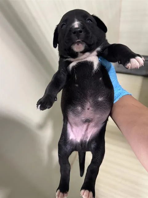 A baby small-sized male Pit Bull Terrier dog named Bannana for adoption in Bakersfield, CA