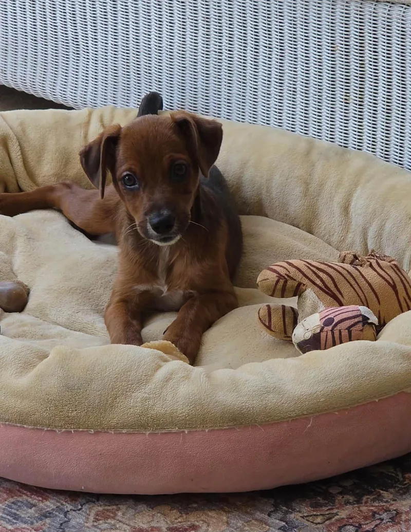 A baby small-sized female Dachshund dog named Lily for adoption in Knoxville, TN