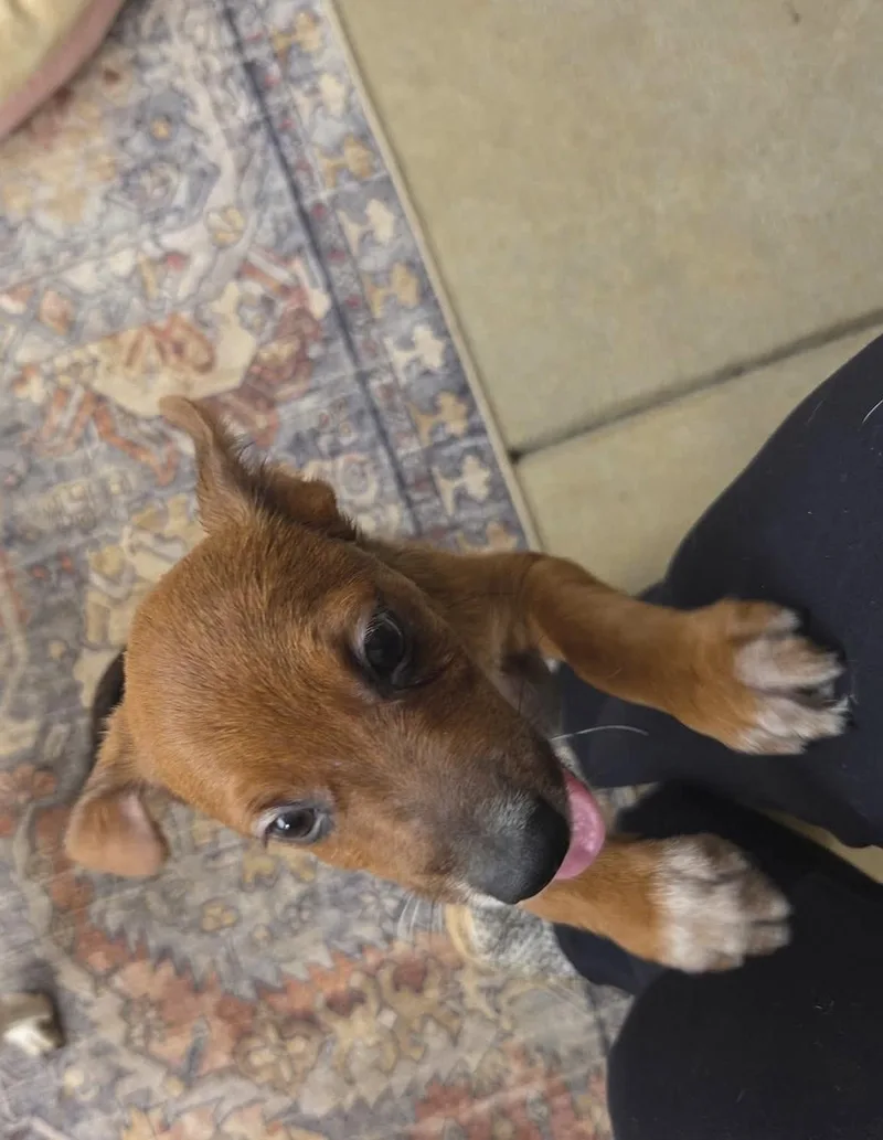 Lily thumbnail 2