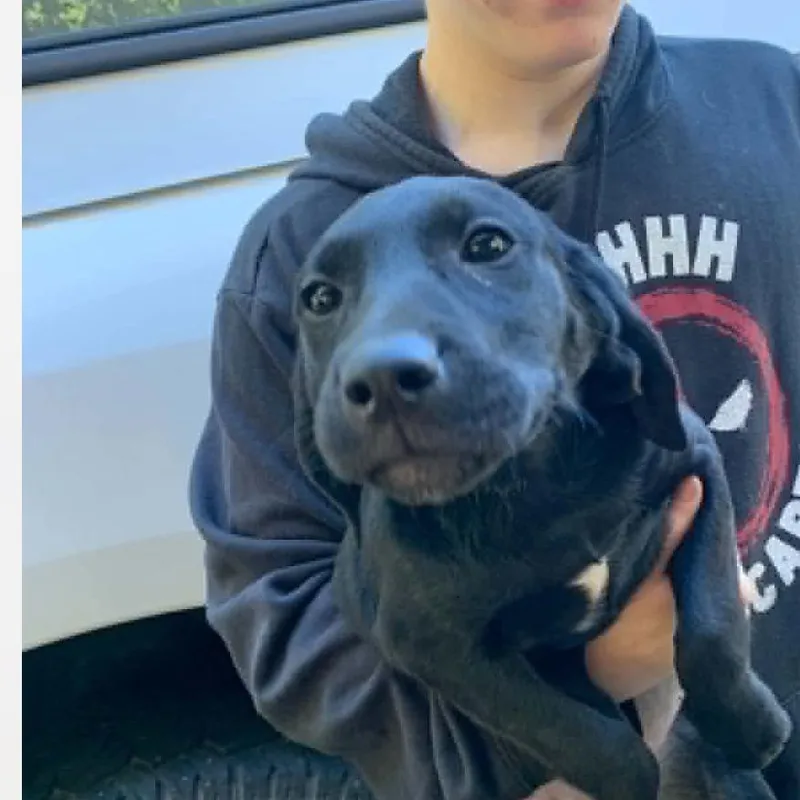 A young medium-sized female Hound dog named Taffy for adoption in Columbia, MD