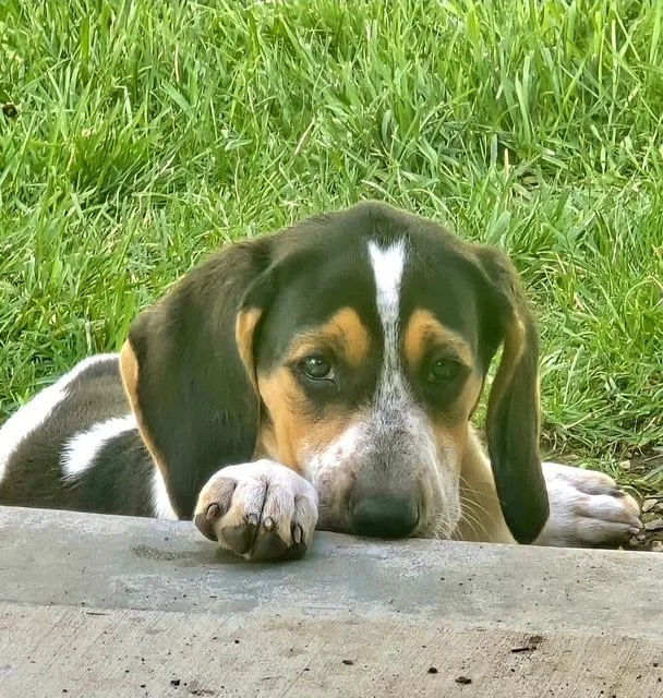 Bailey