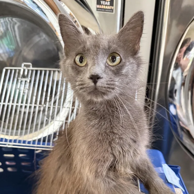 An adult small-sized female Gray / Blue / Silver Domestic Short Hair cat named Moon for adoption in Alexandria, VA