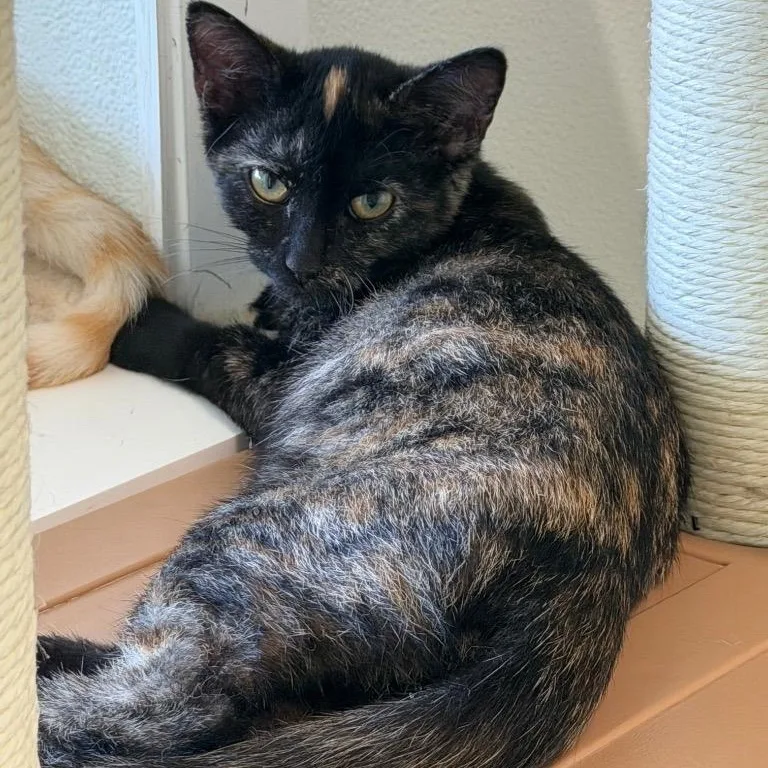 A baby medium-sized female Tortoiseshell Domestic Short Hair cat named Artemis for adoption in Waynesville, NC