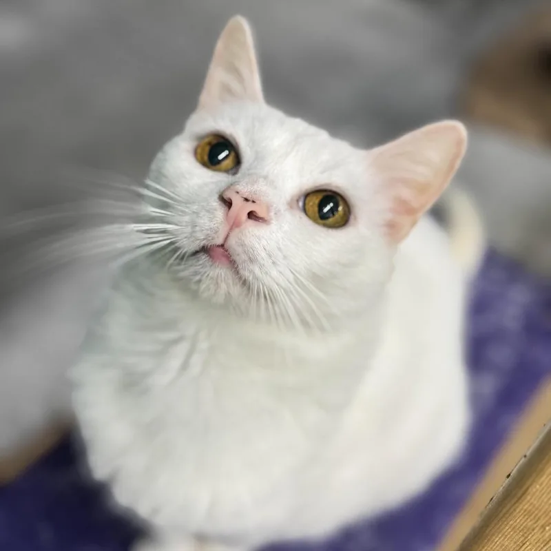 An adult large-sized male Domestic Short Hair cat named Snowflake for adoption in Blairsville, GA
