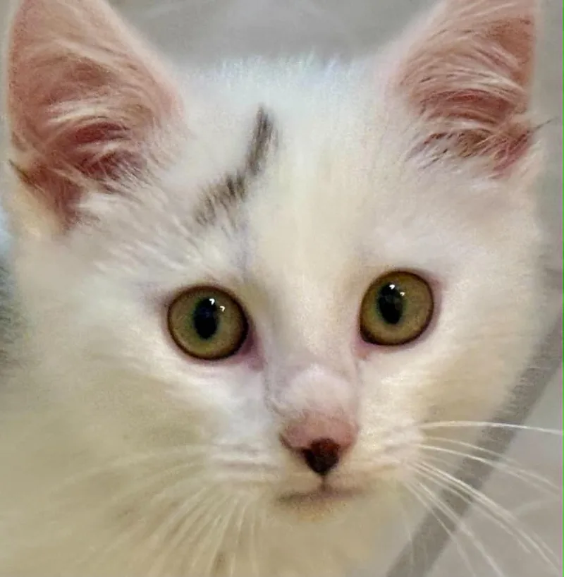 A baby small-sized male White Domestic Short Hair cat named Potter for adoption in Beckley, WV