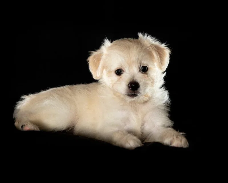 A baby small-sized male White / Cream Maltese dog named Enzo for adoption in Coachella, CA