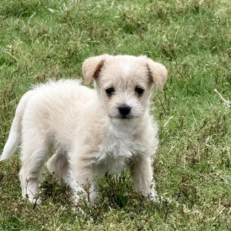A baby small-sized female White / Cream Chihuahua dog named Pimlico for adoption in Fort Worth, TX