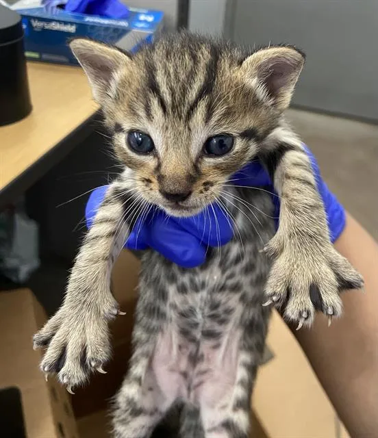 A baby medium-sized male Domestic Short Hair cat named Arthur for adoption in Dallas, TX