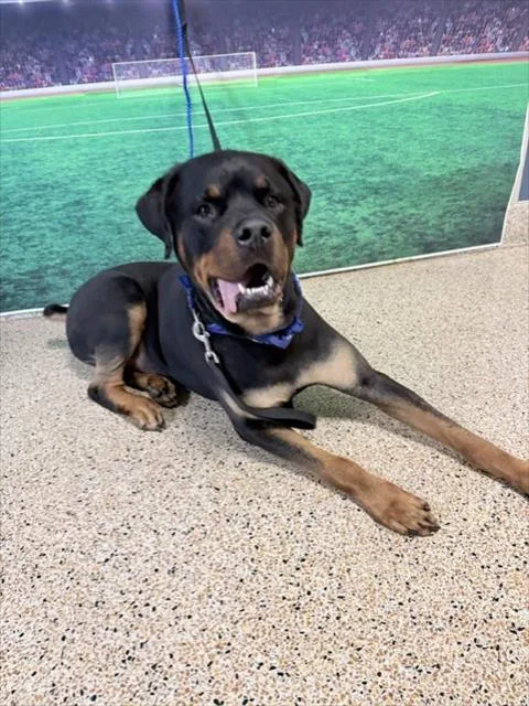 An adult large-sized male Rottweiler dog named Cuda for adoption in Miami, FL