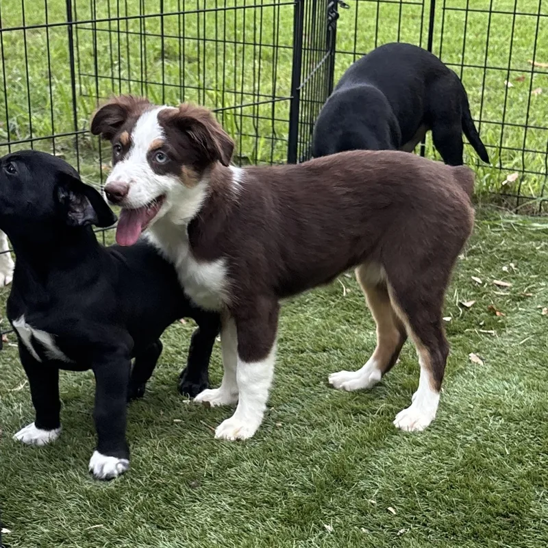 A baby medium-sized female Brown / Chocolate Australian Shepherd dog named Sydney Perfect Mix for adoption in Houston, TX