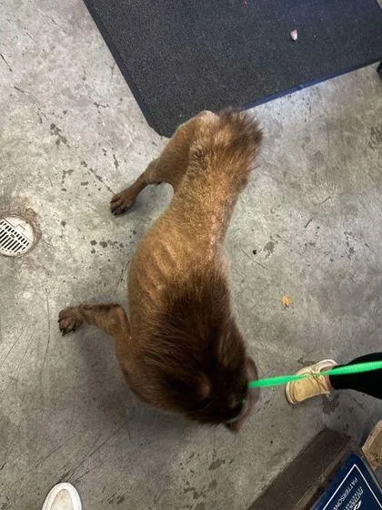 An adult large-sized male Labrador Retriever dog named Henry for adoption in Bowling Green, KY