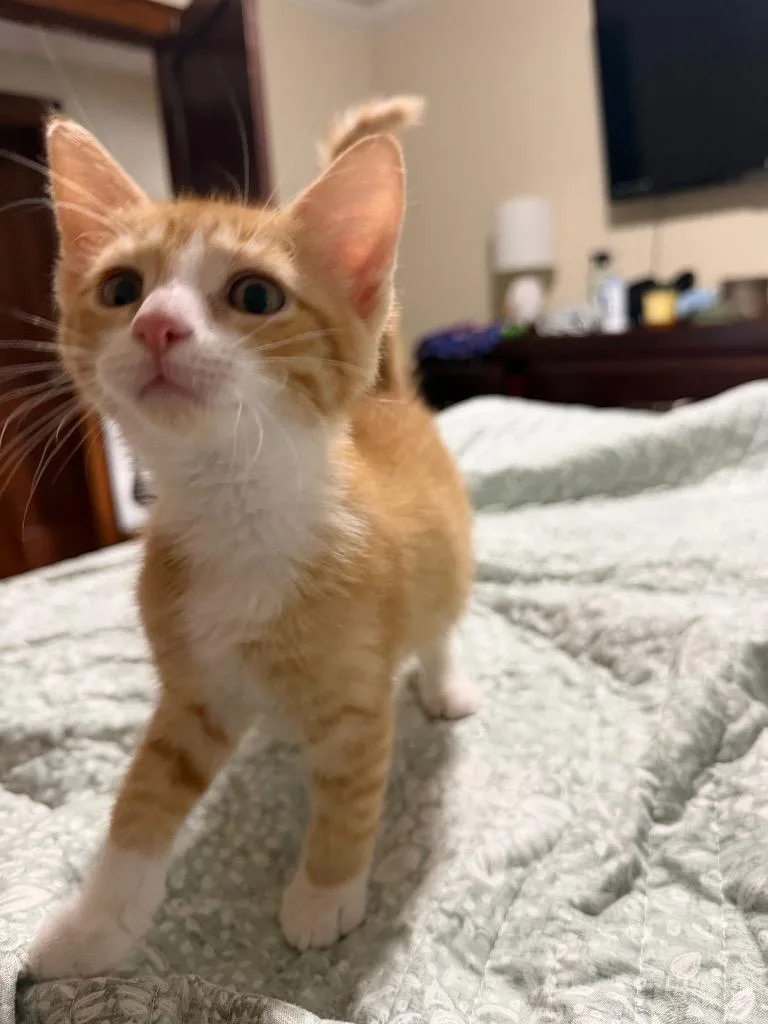 A baby small-sized male Domestic Short Hair cat named Q for adoption in Meriden, CT
