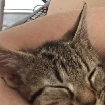 A baby small-sized male Domestic Short Hair cat named Binky for adoption in Rocky Mount, VA