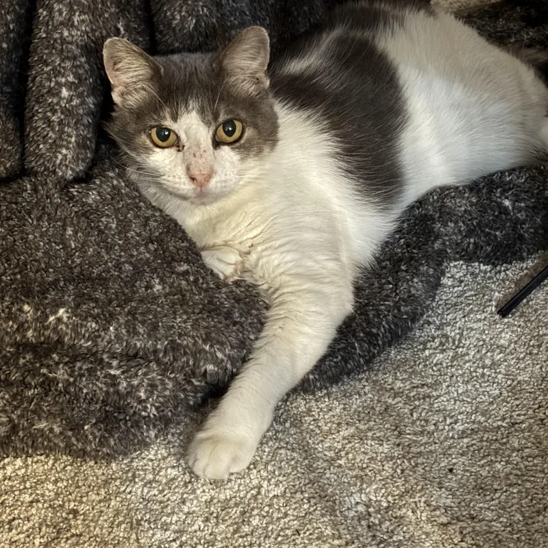A senior medium-sized female Gray & White Domestic Short Hair cat named Olive for adoption in Palm Coast, FL