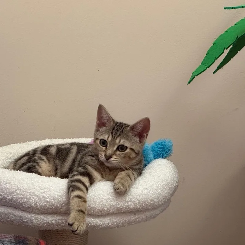 Sabrina