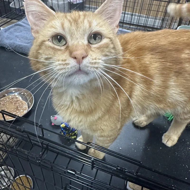 A baby medium-sized male Orange & White Domestic Short Hair cat named Theo for adoption in Pleasantville, NJ