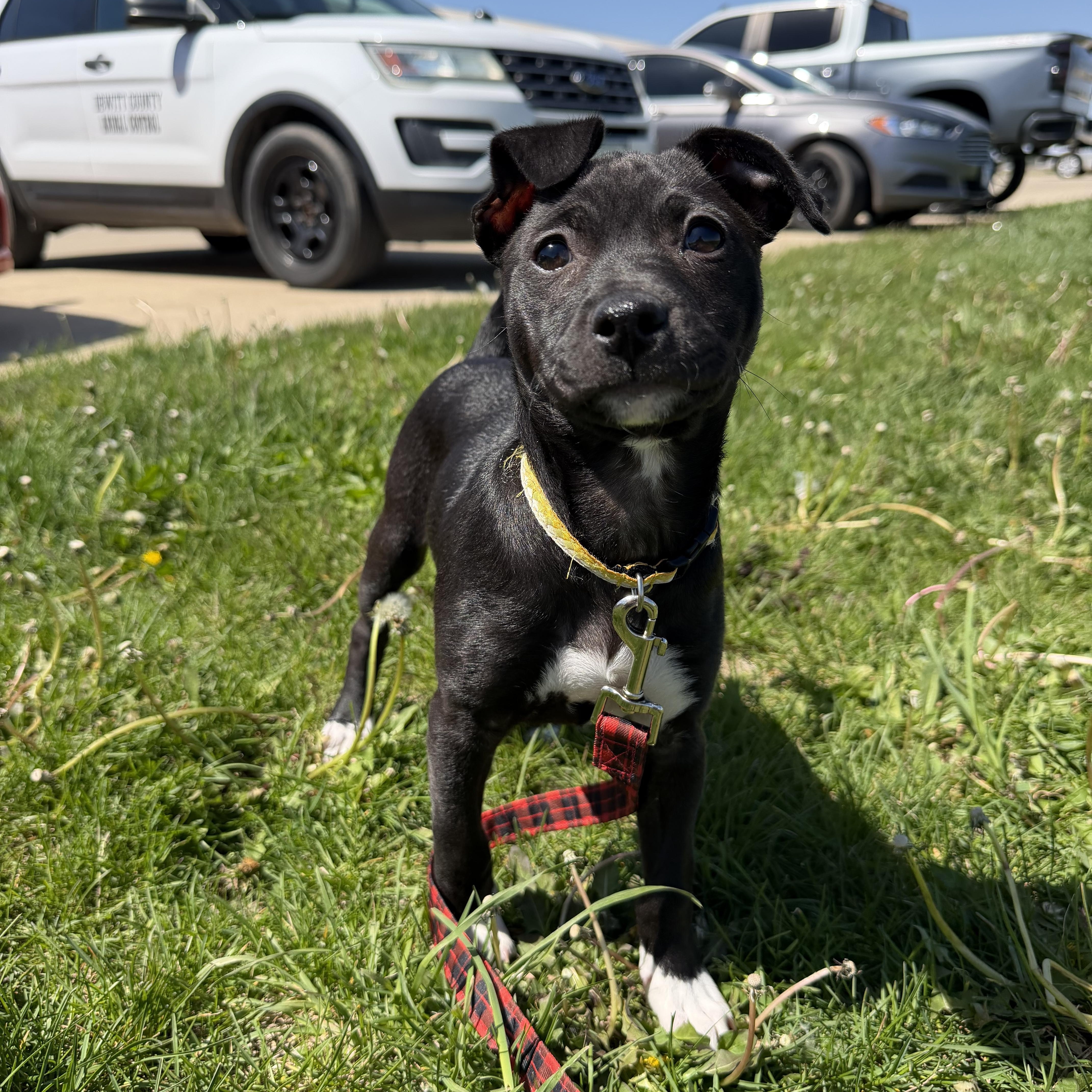 A baby small-sized female Black Terrier dog named May for adoption in Clinton, IL