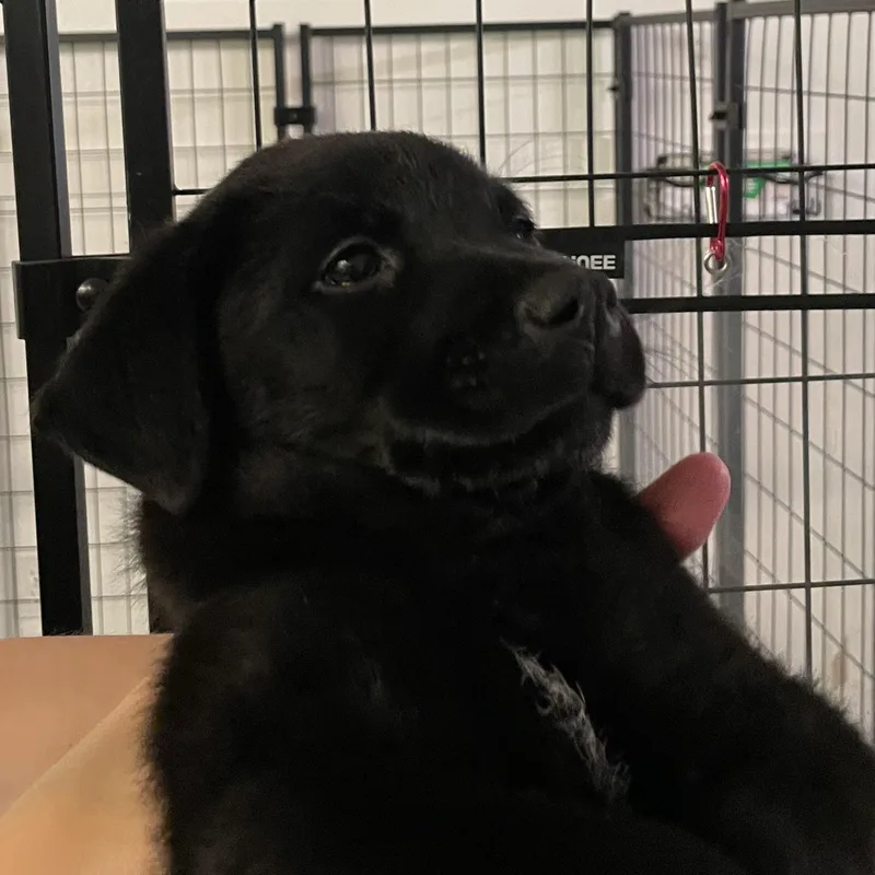 A baby medium-sized male Black Australian Cattle Dog / Blue Heeler dog named Jett for adoption in Mansfield, TX